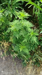 Ambrosia artemisiifolia