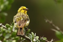 Crithagra dorsostriata