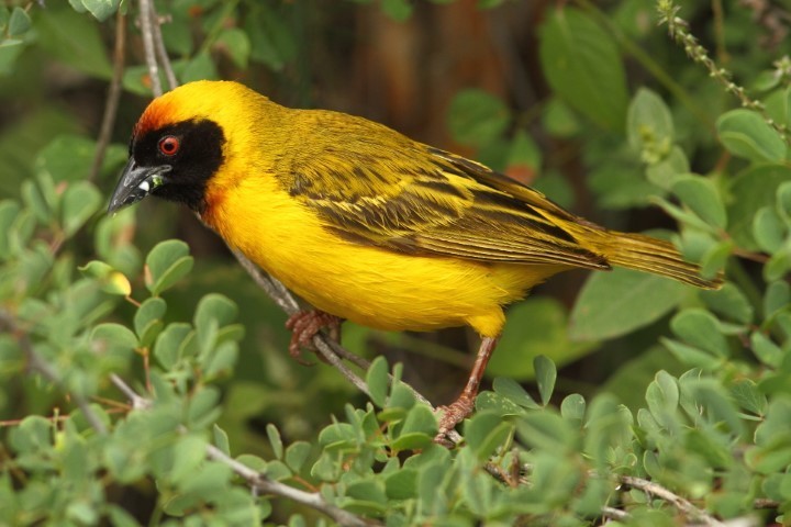 Vitelline Masked-Weaver photo