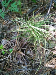 Equisetum pratense image