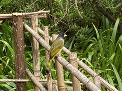 Spizixos semitorques