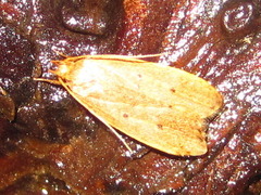 Scythropiodes malivora