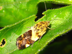 Acontia bicolora
