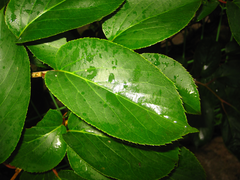 Actinidia arguta