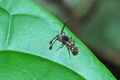 Teleopsis pallifacies