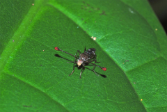 Teleopsis pallifacies