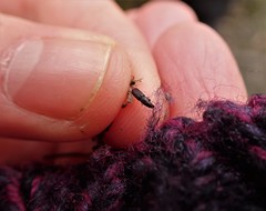 Pentamimus australis