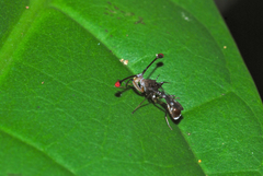 Teleopsis pallifacies