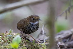 Pnoepyga albiventer mutica