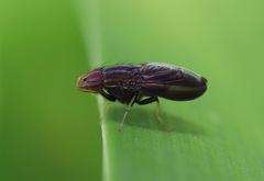 Cephaloconus cyprinus