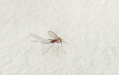 Phlebotominae