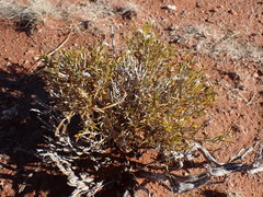 Justicia divaricata