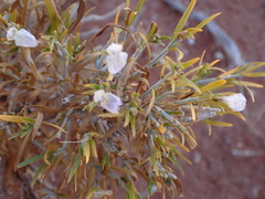 Justicia divaricata