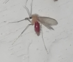 Phlebotominae