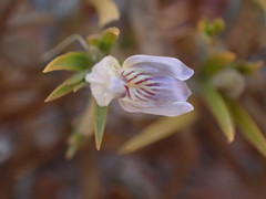 Justicia divaricata