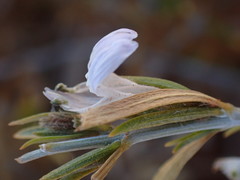 Justicia divaricata
