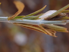 Justicia divaricata