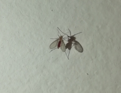 Phlebotominae
