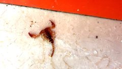 Euscorpius aquilejensis