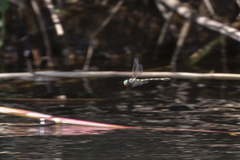 Phyllomacromia picta