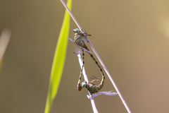 Lestinogomphus angustus