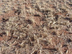 Aristida congesta congesta