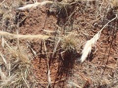 Aristida congesta congesta