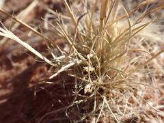 Aristida congesta congesta