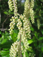 Dioscorea pentaphylla