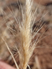 Aristida congesta congesta