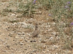 Galerida cristata meridionalis