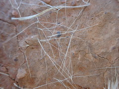 Aristida congesta congesta