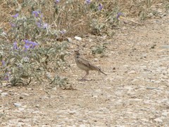 Galerida cristata meridionalis