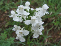 Habenaria roxburghii