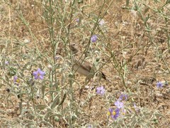 Galerida cristata meridionalis