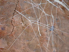 Aristida congesta congesta