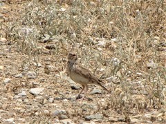 Galerida cristata meridionalis