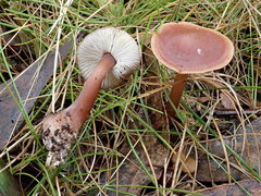 Rhodocollybia incarnata