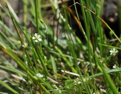 Sagina saginoides