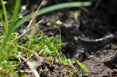 Sagina saginoides