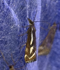Catoptria luctiferella