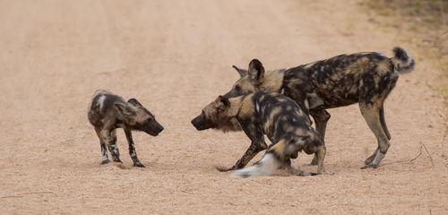 African Wild Dog, photo 8 of 8