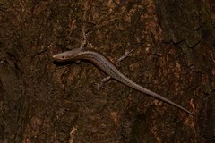 Cryptoblepharus australis