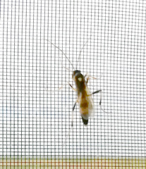 Amblyteles armatorius