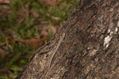 Cryptoblepharus australis