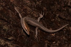 Cryptoblepharus australis