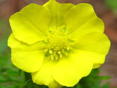 Potentilla chinensis