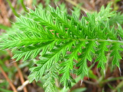 Potentilla chinensis