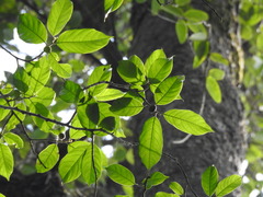 Artocarpus gomezianus