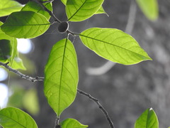 Artocarpus gomezianus